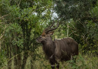 Hluhluwe imfolozi parkının ormanlık Nyala erkek