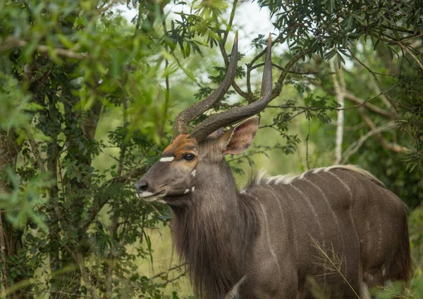 Nyala macho na floresta do Parque Hluhluwe iMfolozi — Fotografia de Stock