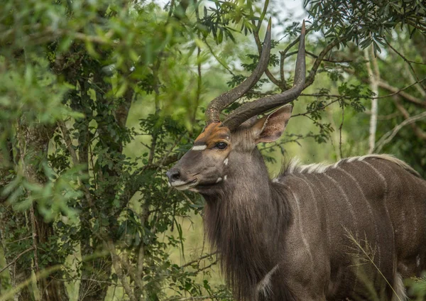 Nyala macho na floresta do Parque Hluhluwe iMfolozi — Fotografia de Stock