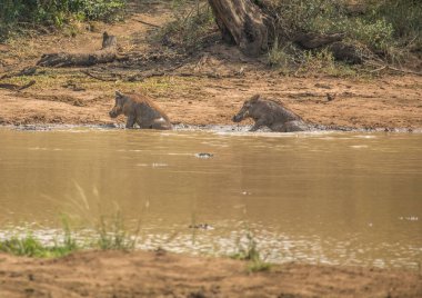 Warthog yakınındaki bir su birikintisinin Hluhluwe imfolozi parkta