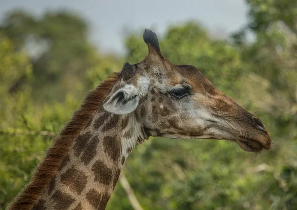 Girafes dans les bois du parc Hluhluwe iMfolozi — Photo