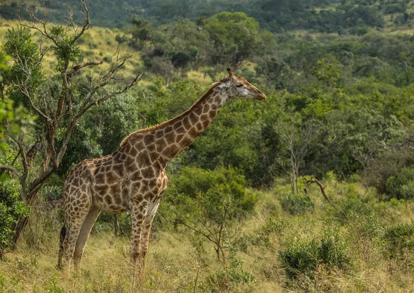 Giraffen in de bossen van het Hluhluwe imfolozi Park — Stockfoto