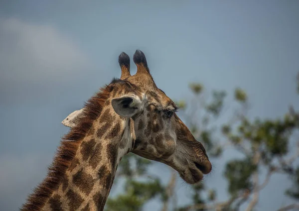 Giraffe nel bosco del Parco Hluhluwe iMfolozi — Foto Stock