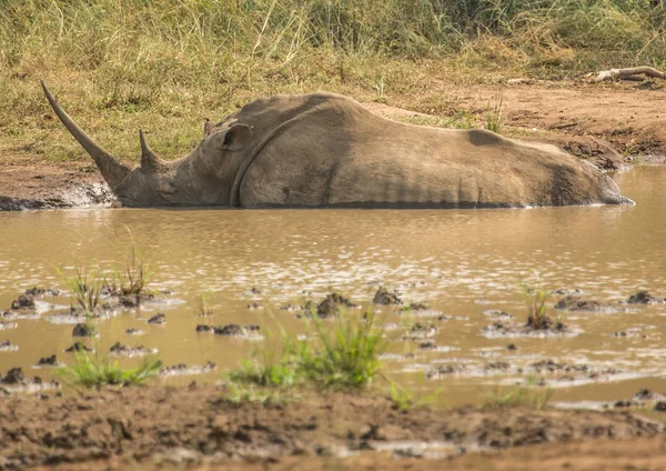 Rinoceronte branco deitado na lama perto de um buraco de água no Hluhl — Fotografia de Stock