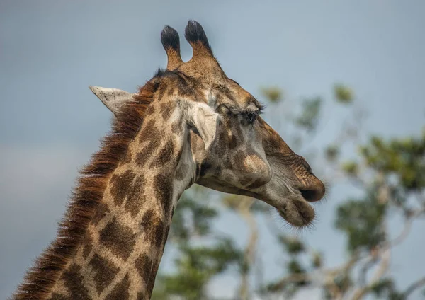 Girafes dans les bois du parc Hluhluwe iMfolozi — Photo