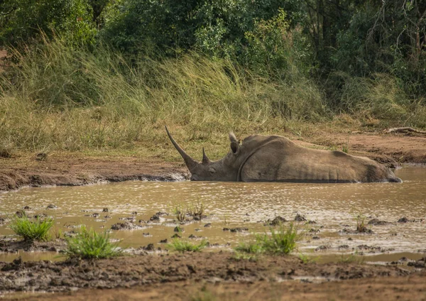 Nosorożce białe, układanie w błocie w pobliżu waterhole — Zdjęcie stockowe