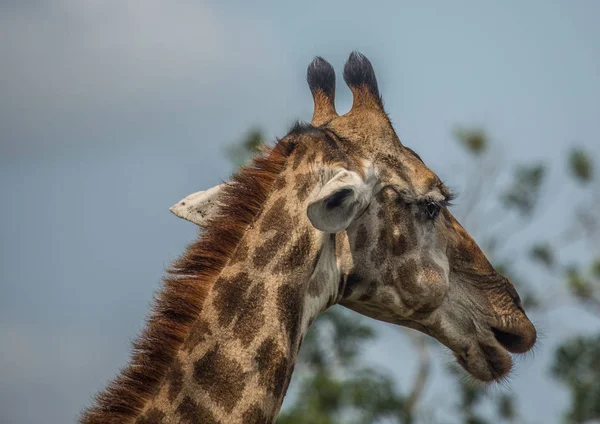 Giraffe nel bosco del Parco Hluhluwe iMfolozi — Foto Stock