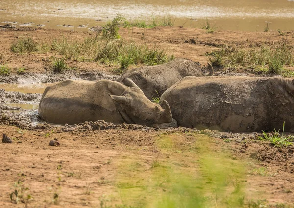 Rhinocéros blanc couché dans la boue près d'un trou d'eau au Hluhl — Photo