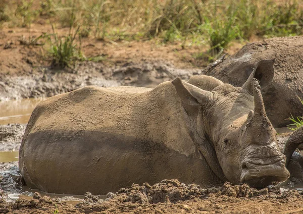 Breitmaulnashorn liegt im Schlamm in der Nähe eines Wasserlochs am Hluhl — Stockfoto