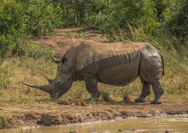 Vit noshörning i leran nära ett vattenhål på Hluhl — Stockfoto