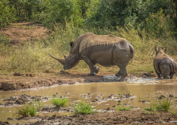 Білий носоріг прокладки в багнюці поблизу waterhole в на Hluhl — стокове фото