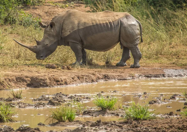 Білий носоріг прокладки в багнюці поблизу waterhole в на Hluhl — стокове фото