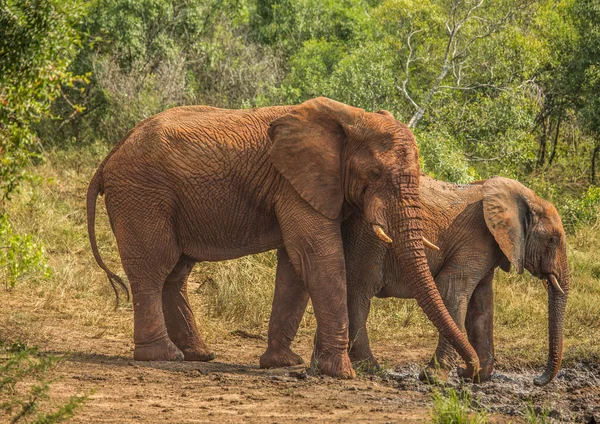 Madre elefante de sabana africana con su hijo en un pozo de agua a — Foto de Stock