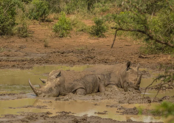 Rhinocéros blanc couché dans la boue près d'un trou d'eau au Hluhl — Photo