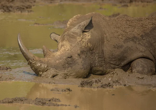 Rhinocéros blanc couché dans la boue près d'un trou d'eau au Hluhl — Photo