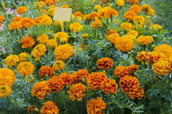 Flor de margaridas laranja — Fotografia de Stock