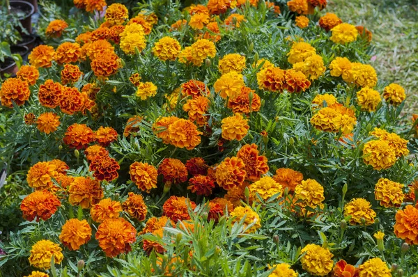 Narancssárga marigolds virág — Stock Fotó