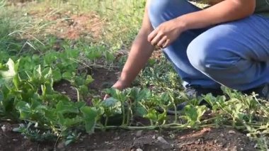 genç kadın çiftçi küçük bir karpuz denetliyor