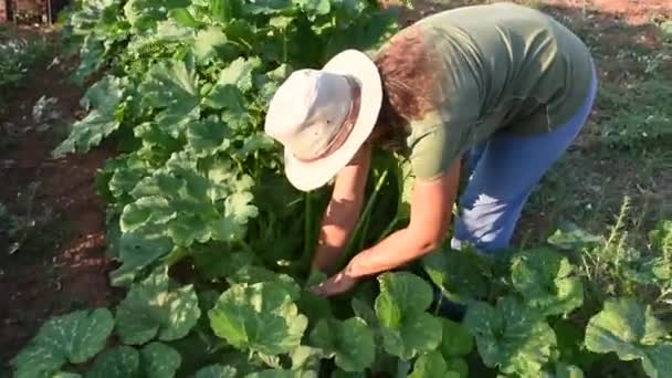 Joven mujer cosecha calabaza — Vídeos de Stock