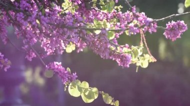  ve judas ağacının dalını