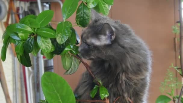 Puszysty Kot Szary Jedzenia Roślin — Wideo stockowe