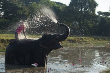 Nehirde yıkanan ve üzerine su fışkırtan büyük bir fil.