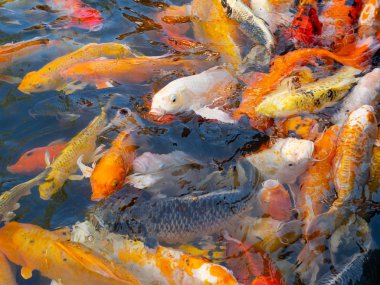 Renkli sazan balığı, koi balığı