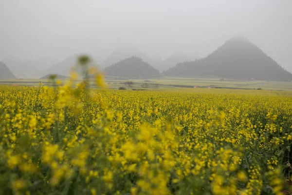 Luoping, 중국에서 안개와 함께 노란 유채 꽃밭 — 스톡 사진
