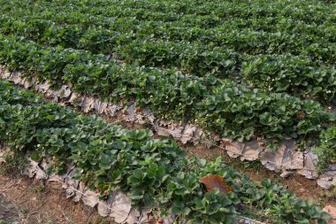 Çilek Tarlası veya Çilek