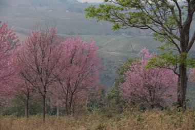 Tayland 'da Vahşi Himalaya Kirazı (Prunus cerasoides)