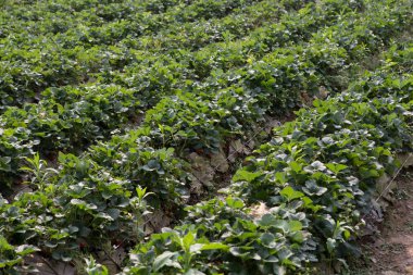 Çilek Tarlası veya Çilek