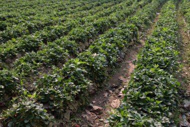 Çilek Tarlası veya Çilek