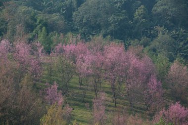 Tayland 'da Vahşi Himalaya Kirazı (Prunus cerasoides)