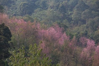 Tayland 'da Vahşi Himalaya Kirazı (Prunus cerasoides)
