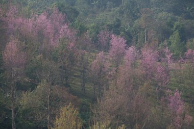 Tayland 'da Vahşi Himalaya Kirazı (Prunus cerasoides)