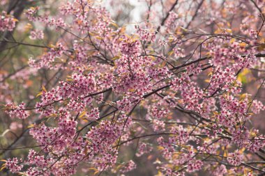Tayland 'da Vahşi Himalaya Kirazı (Prunus cerasoides)