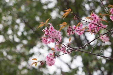 Tayland 'da Vahşi Himalaya Kirazı (Prunus cerasoides)