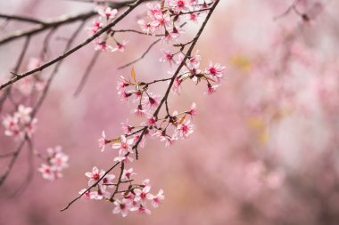 Tayland 'da Vahşi Himalaya Kirazı (Prunus cerasoides)