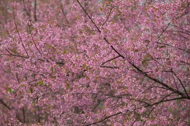 Tayland 'da Vahşi Himalaya Kirazı (Prunus cerasoides)