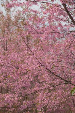Tayland 'da Vahşi Himalaya Kirazı (Prunus cerasoides)