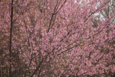 Tayland 'da Vahşi Himalaya Kirazı (Prunus cerasoides)