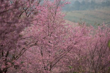 Tayland 'da Vahşi Himalaya Kirazı (Prunus cerasoides)