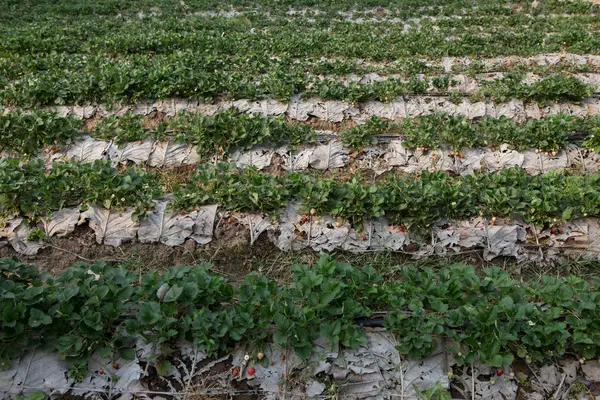 草莓地或草莓地 — 图库照片