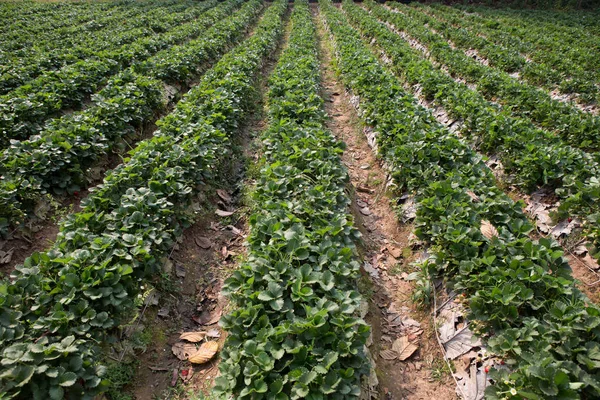 Strawberry Field Strawberry — Stock Photo, Image