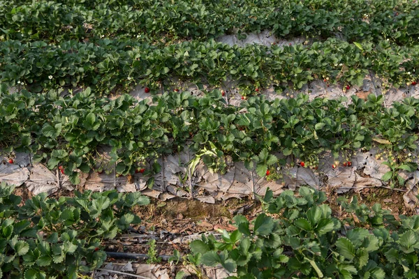 草莓地或草莓地 — 图库照片