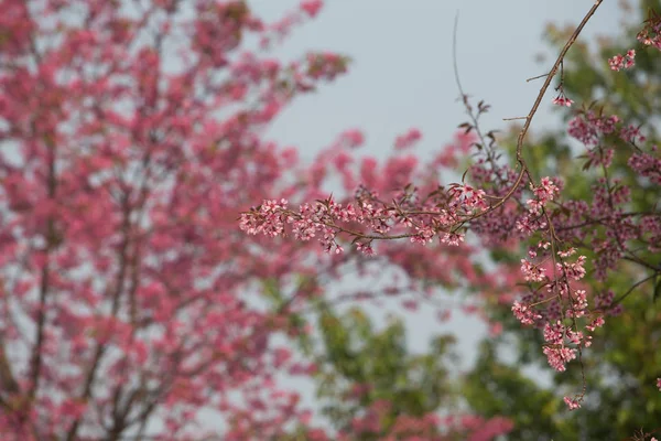 Volně Žijící Himálajské Třešně Prunus Cerasoides Thajsku — Stock fotografie