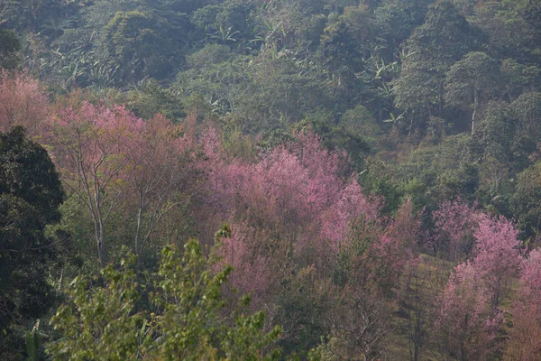 Volně Žijící Himálajské Třešně Prunus Cerasoides Thajsku — Stock fotografie