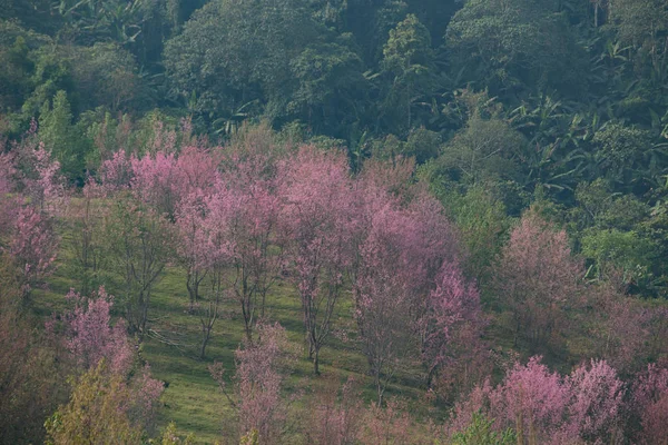 Volně Žijící Himálajské Třešně Prunus Cerasoides Thajsku — Stock fotografie