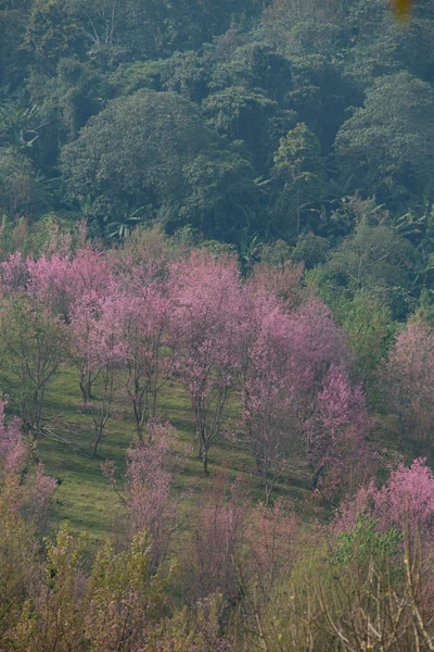 Ciliegia Selvatica Himalayana Prunus Cerasoides Thailandia — Foto Stock