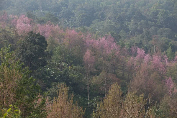 Volně Žijící Himálajské Třešně Prunus Cerasoides Thajsku — Stock fotografie